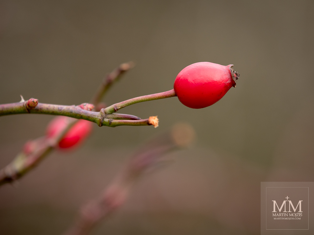 A rose hip on a twig. Photograph created with the Olympus M. Zuiko digital ED 40 - 150 mm 1:2.8 PRO.